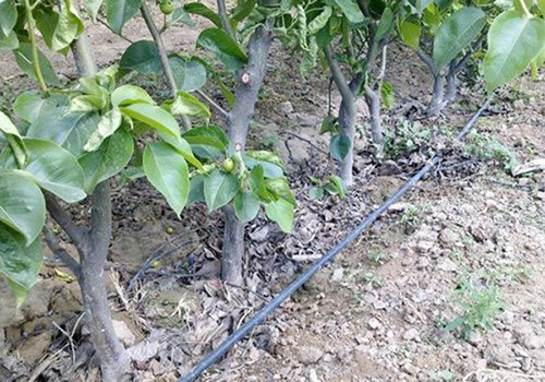 滴灌應(yīng)用案例
